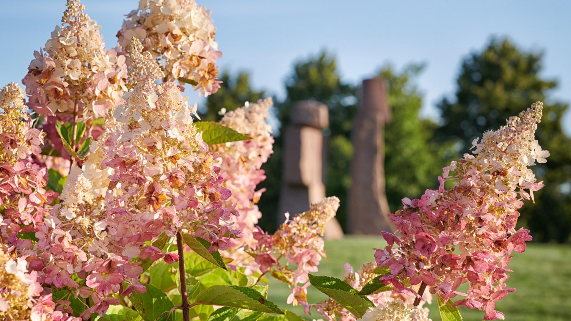 Hortensiat Killi ja Nalli patsaan edustalla