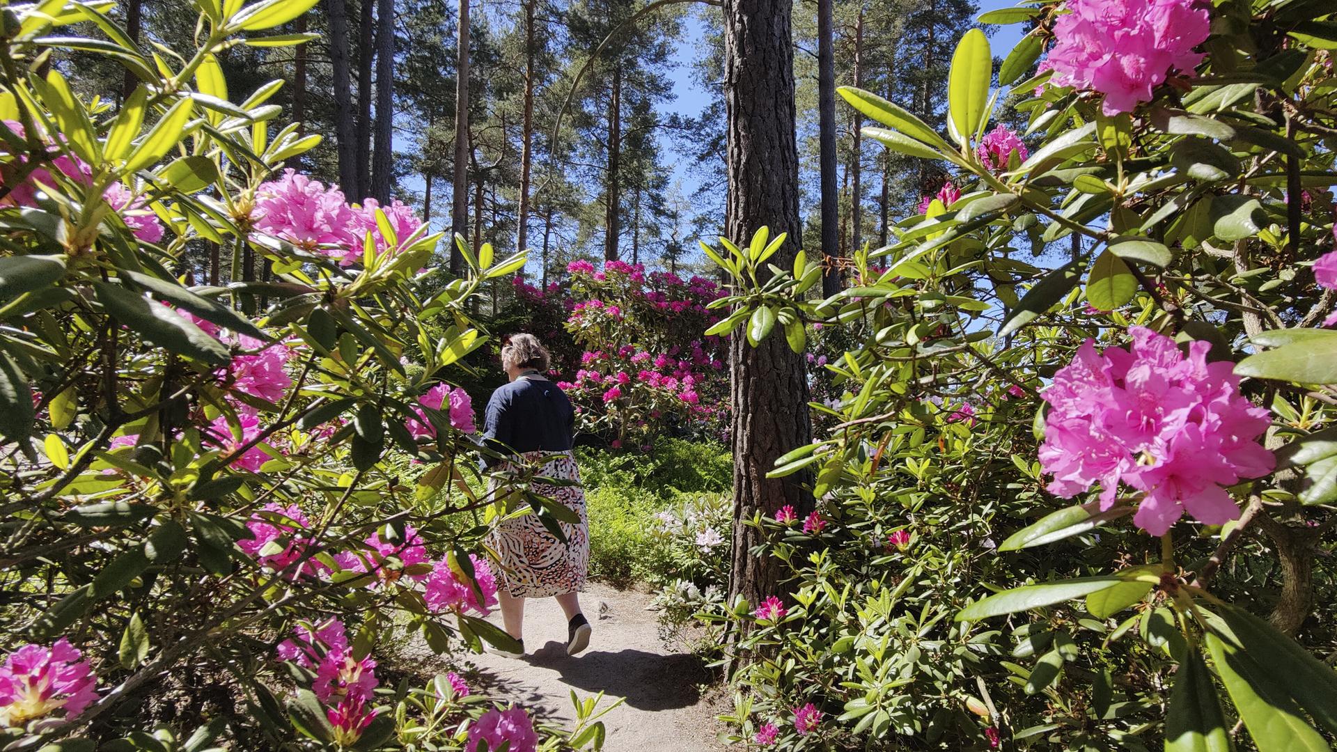 Ihminen kävelee Alppiruusupuistossa.
