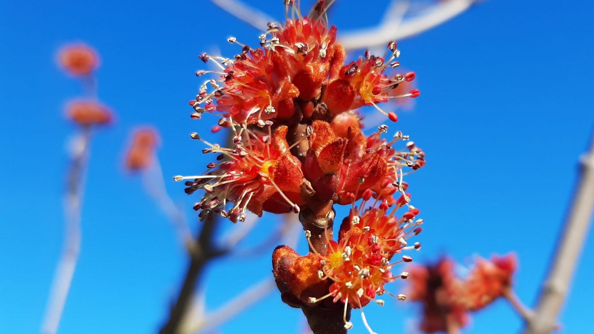 Punavaahteran kukinto kirkkaansinistä taivasta vasten.