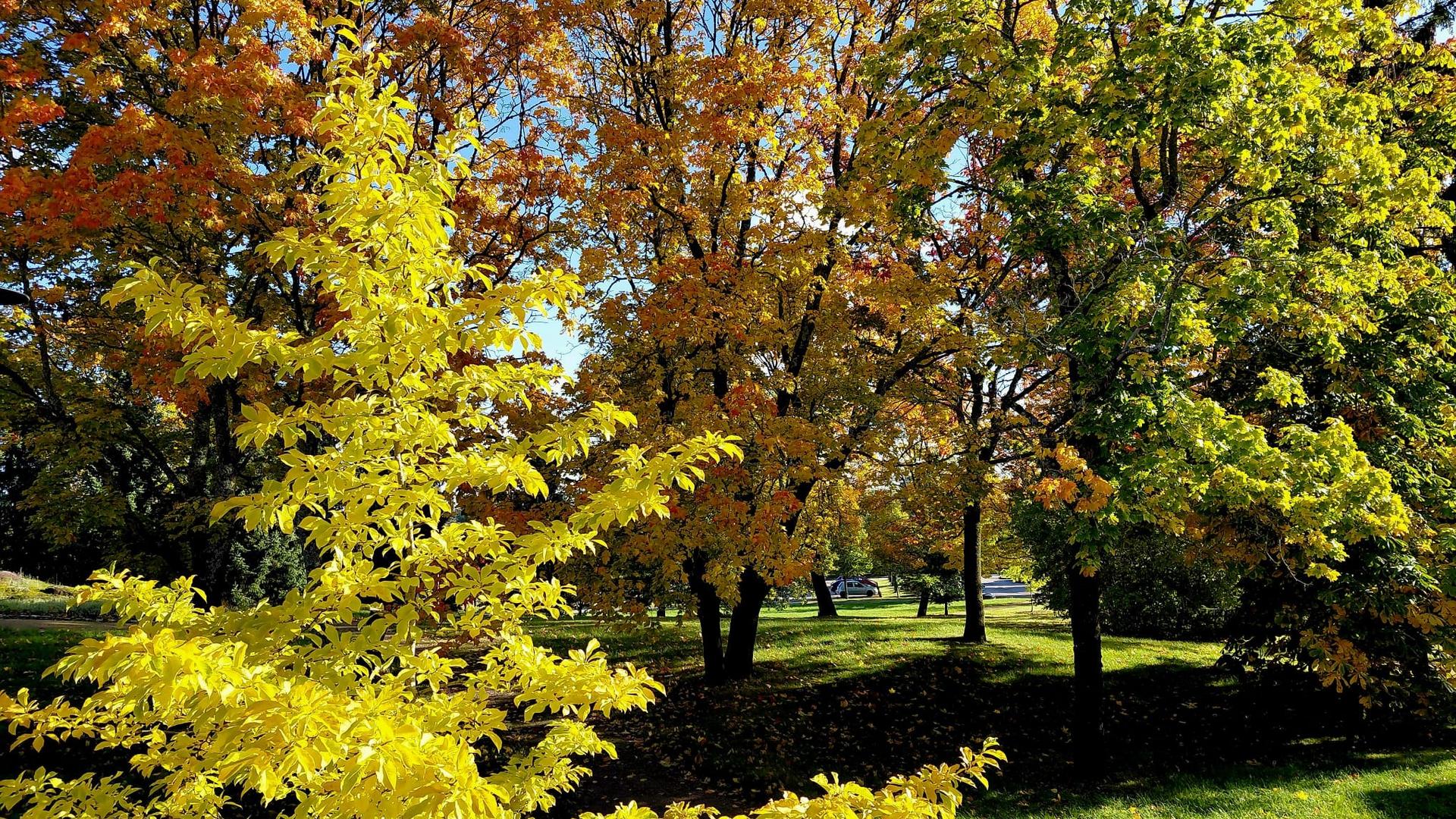 Syksyn värejä Karmelinpuistossa.