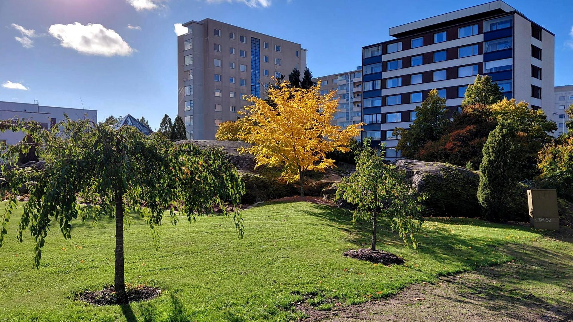 Näkymä Kertunpuistosta, edessä riippakirsikoita, takana lakkipuu ja kerrostaloja.