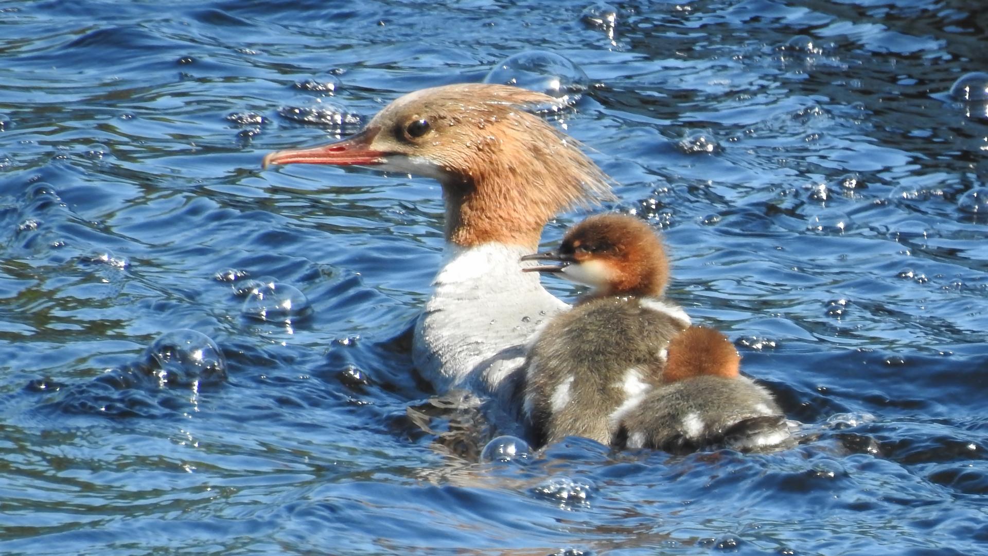 Jari Näränen, Isokoskelot, 2017, valokuva