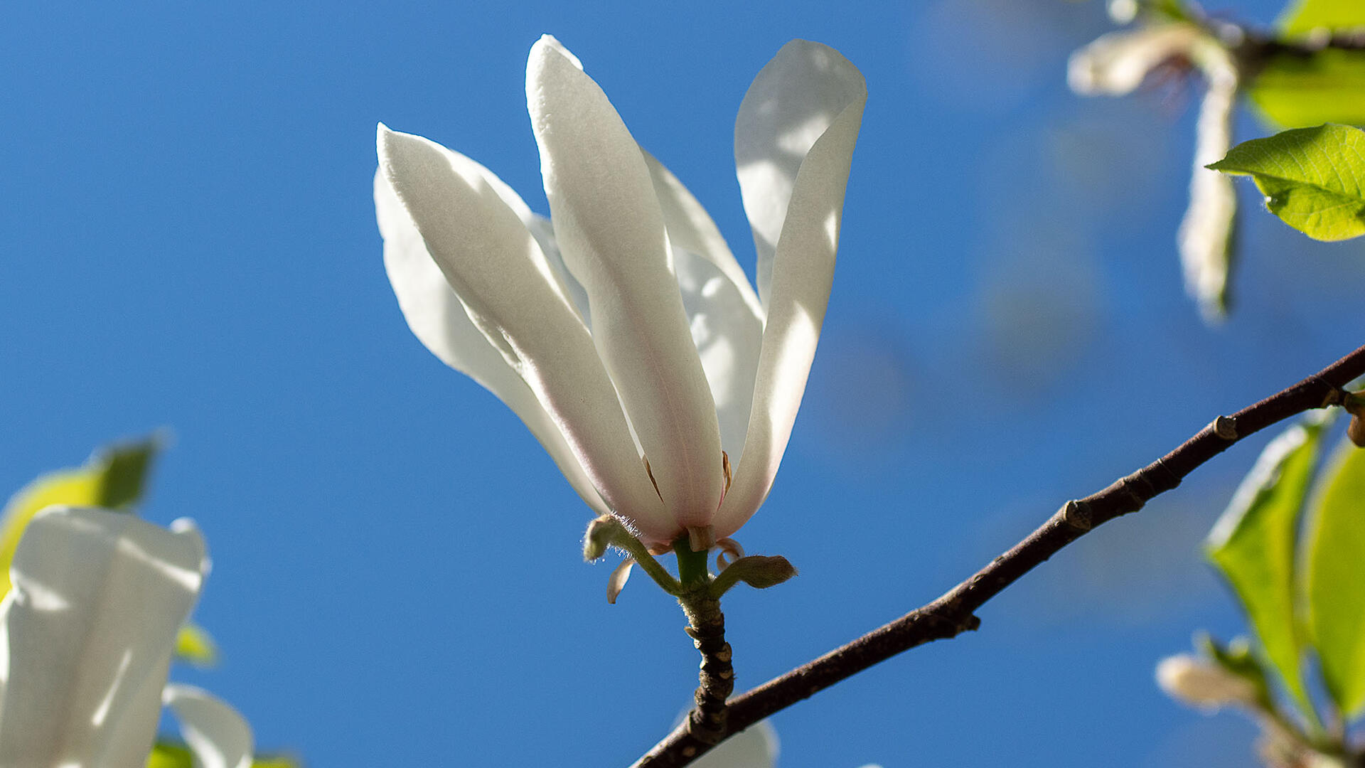 Mangolian kukka, kuvaaja: Jyrki Lehto.