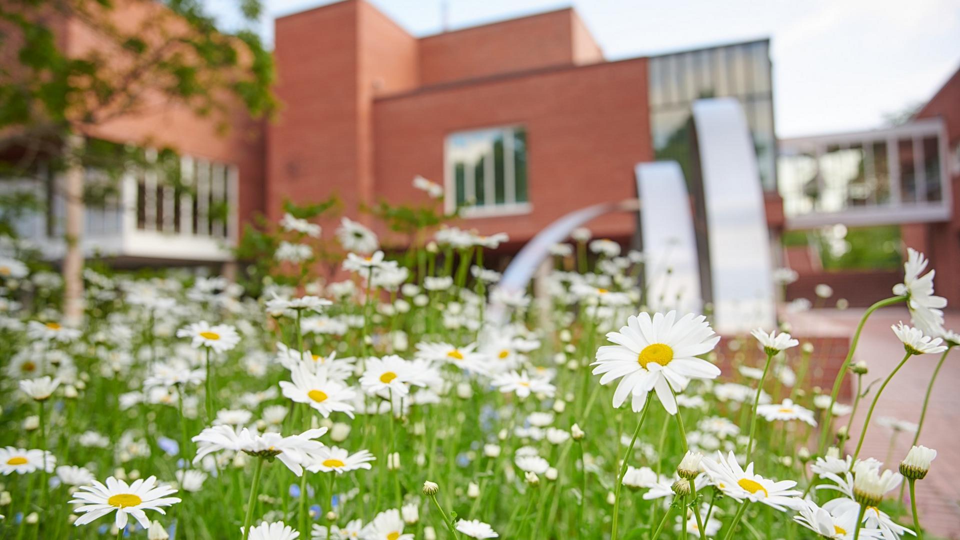 Päivänkakkarat kaupungintalon edustalla.