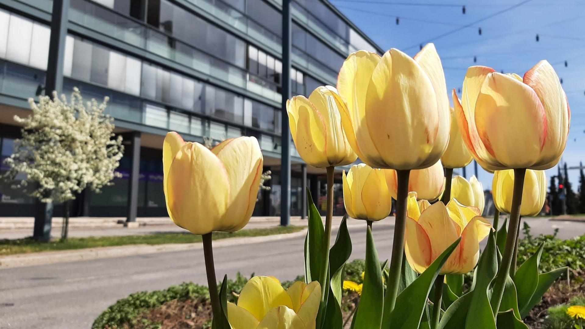 Tulppaanit keskustassa,