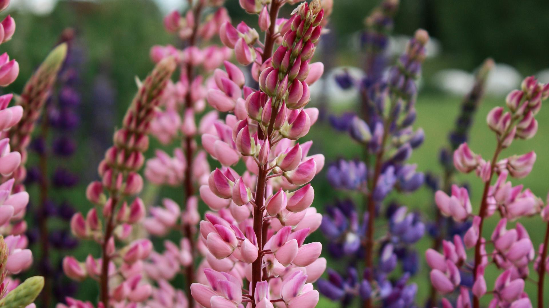 lupiineja kuvaaja Roine Piirainen Kuvia Suomesta