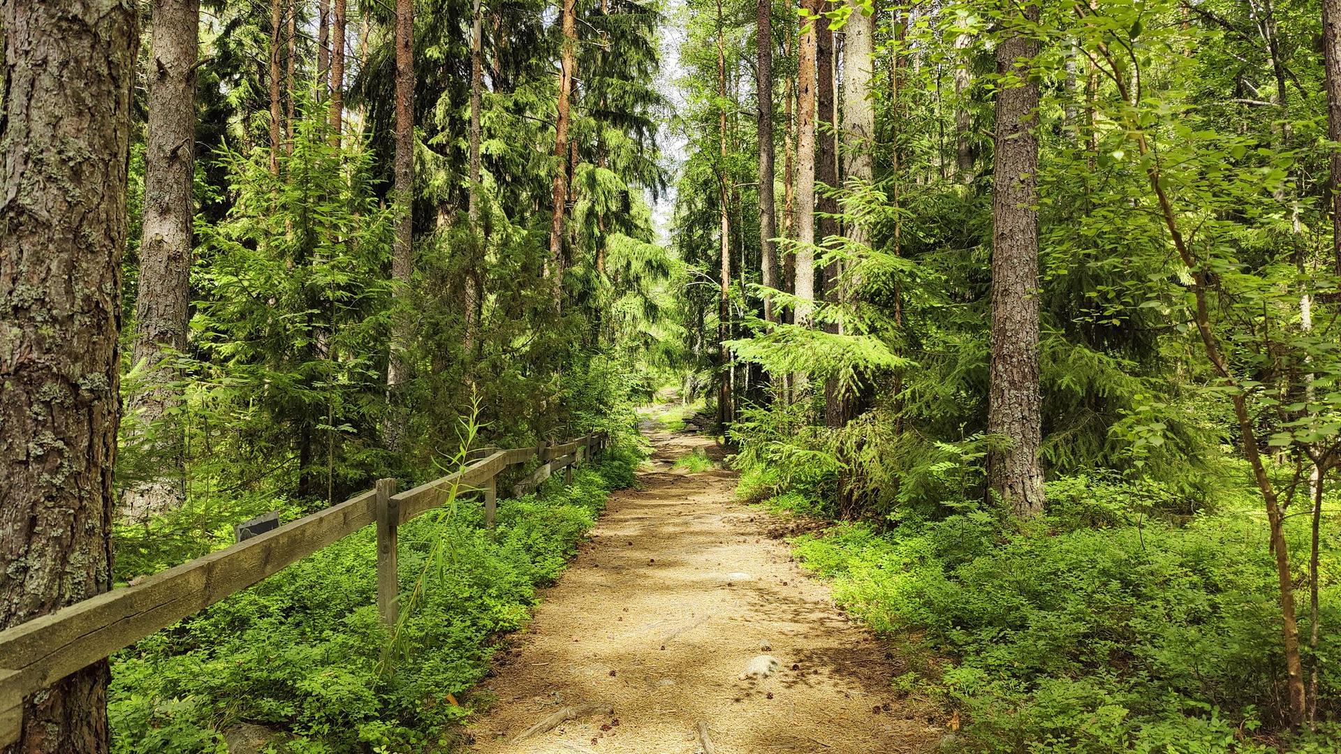Polku kulkee sekametsän keskellä.