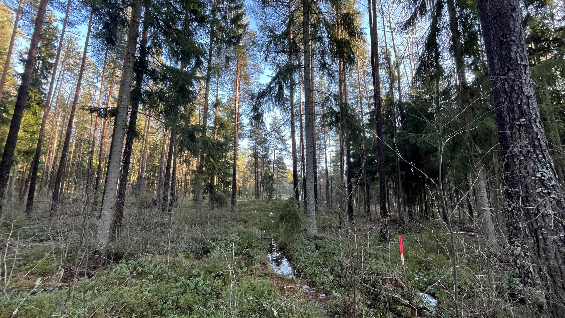 Merkintäkeppi Lehterinvuoren alueella.