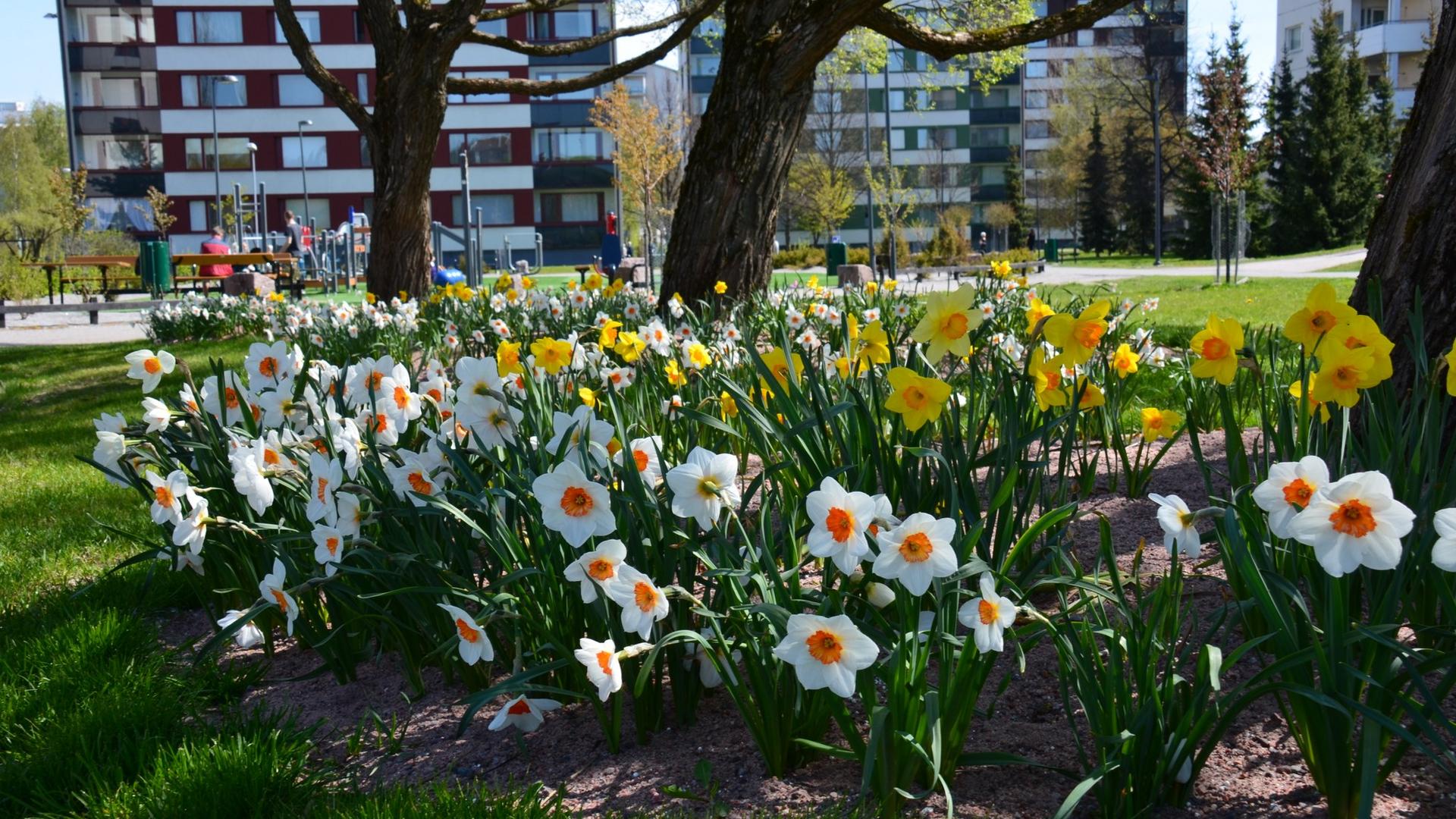 Narsisseja salavien alla., taustalla kerrostaloja