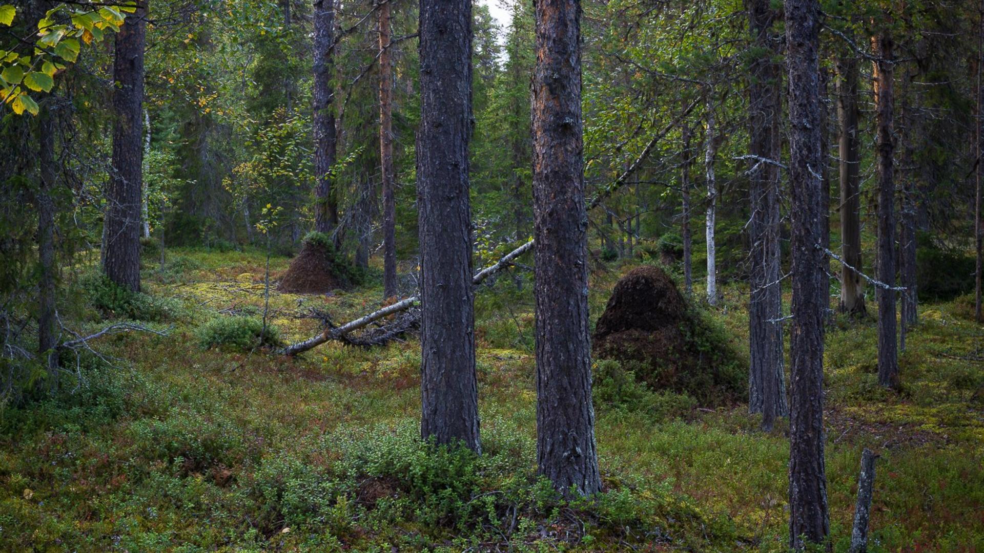 Kaksi muurahaispesää metsässä.
