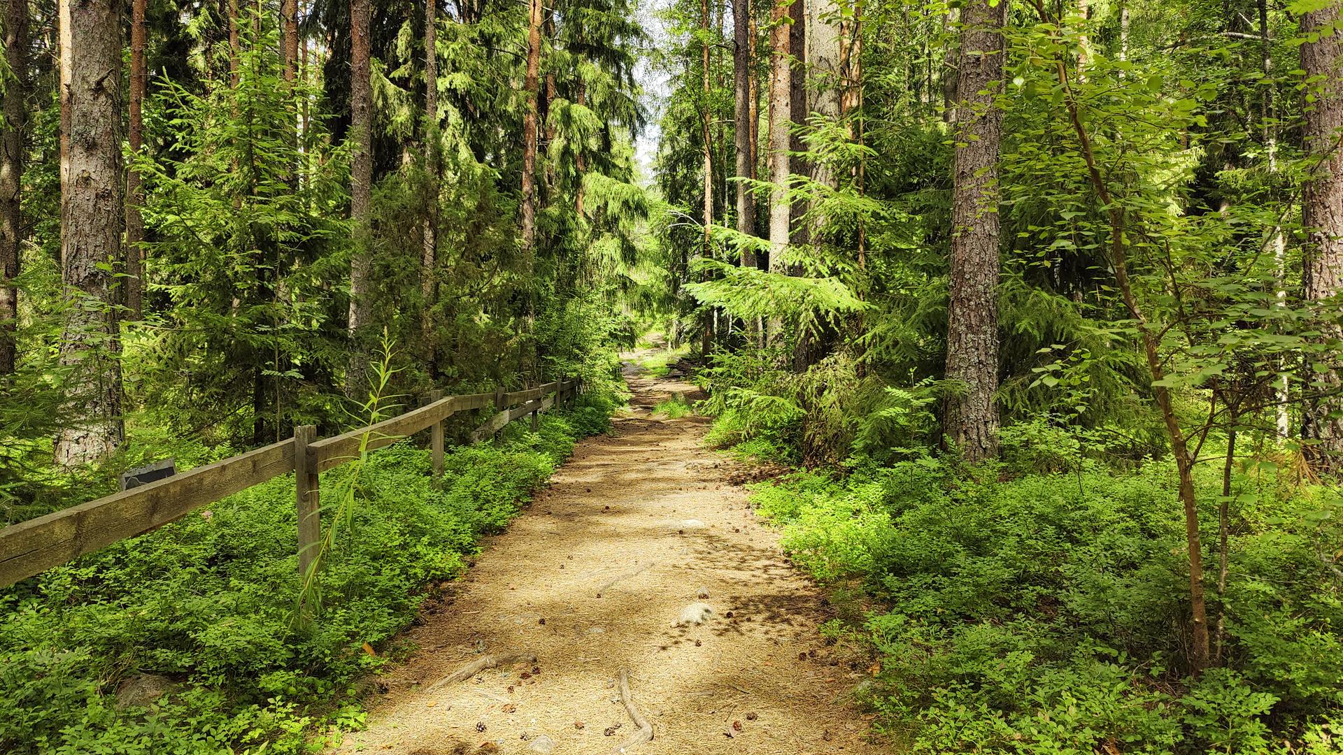 Luontopolku metsän keskellä Kullanvuoren lähellä.