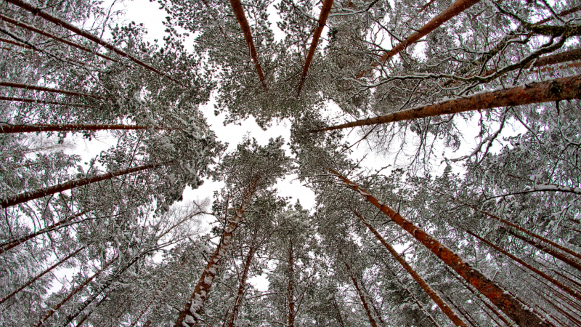 Talvisia puita.