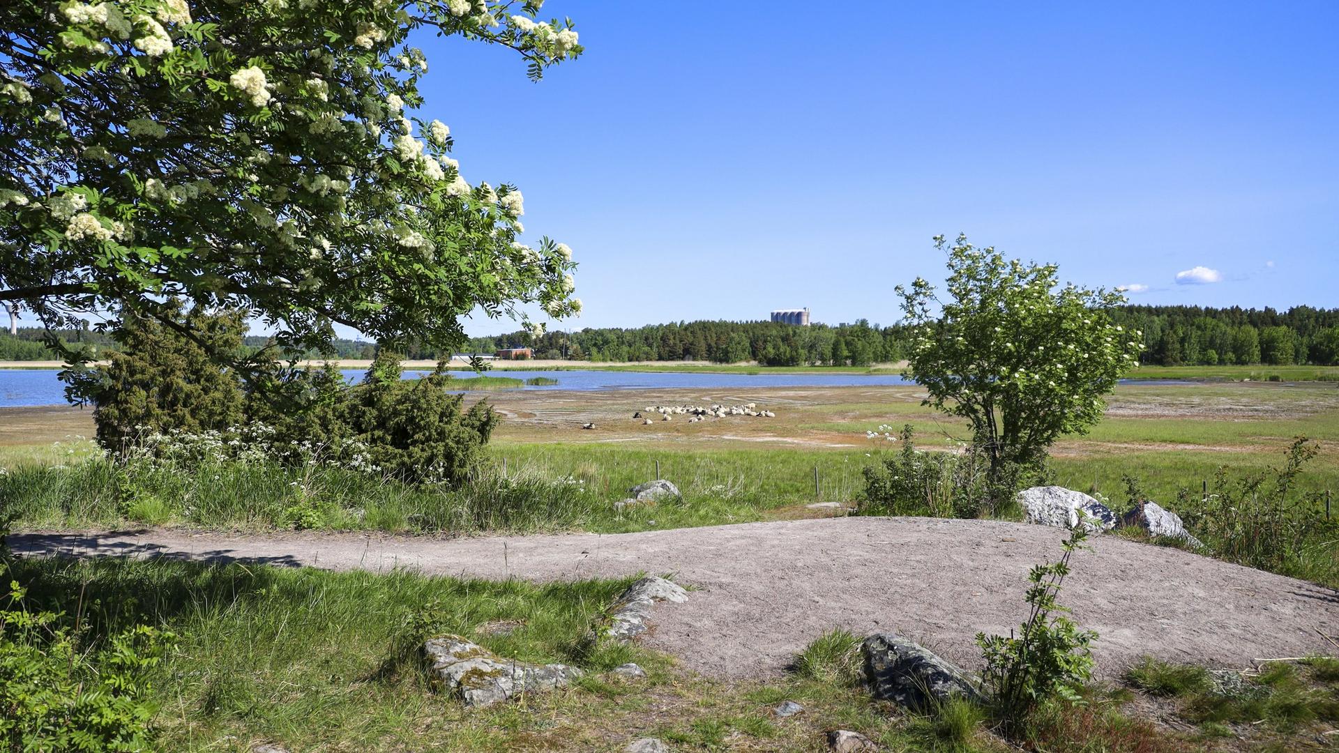 Raisionlahden maisema. Maisemassa näkyy vihreää niittymaisemaa, vettä ja lampaita.