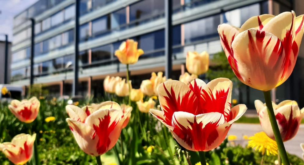 Tulppaanit keskustassa keväällä