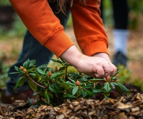 Alppiruusun istutusta.