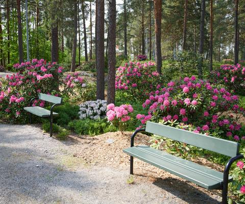 Penkkejä Alppiruusupuistossa.