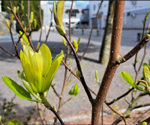 Magnolia Daphnella on keltaiset kukat. 