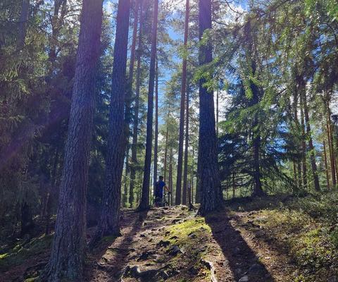 pyöräilijä metsässä