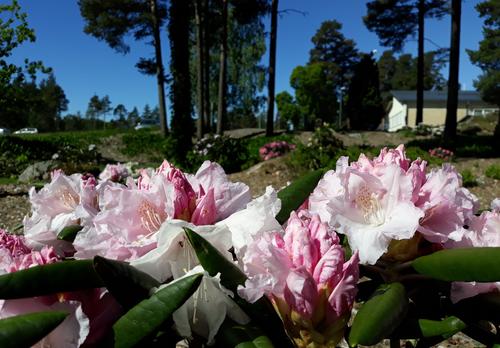 Alppiruusu kukkii puistossa.