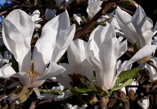 Japaaninmagnolian kukkia.