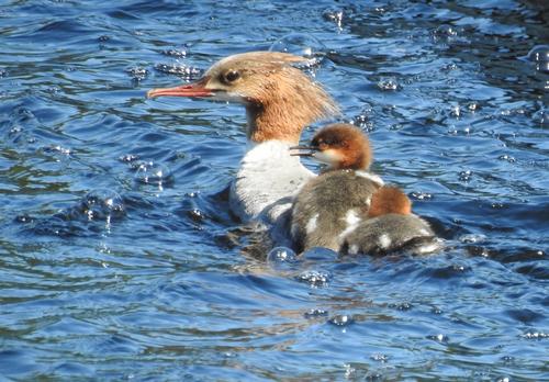 Jari Näränen, Isokoskelot, 2017, valokuva