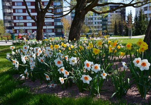Narsisseja salavien alla., taustalla kerrostaloja