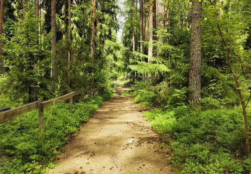 Luontopolku metsän keskellä Kullanvuoren lähellä.