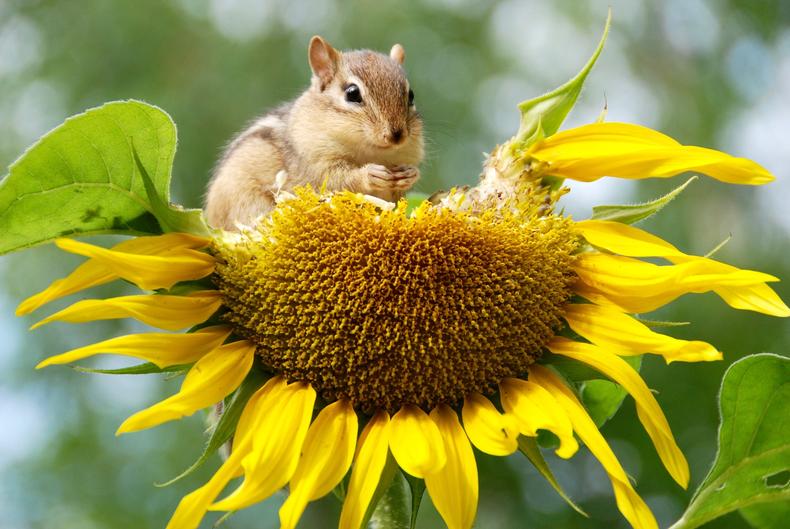 Orava ja auringonkukka
